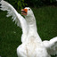 Siamese Goose