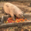 Slop_Muncher57