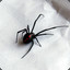 * Black Widow *