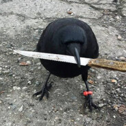 Crow with a knife