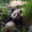 Tiny_Panda
