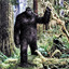 Bigfoot