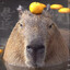 Avatar of Capybara by Daylight