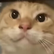 帝国絕兇の猛虎！圆头耄