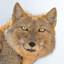 BroFox