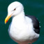 seegull