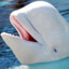 i want a beluga whale