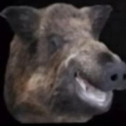 Boar