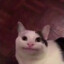 CateyUwU