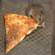 rat o'clock