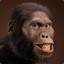 Australopithecus