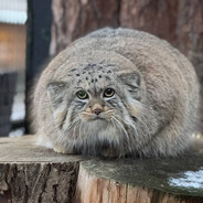 Pallas Cat