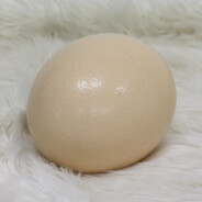 Ostrich's EGG