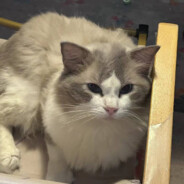 长矛蘸屎戳谁谁死