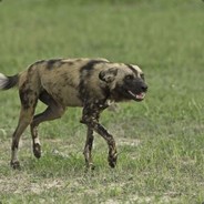 寂寞风中的一匹野狗