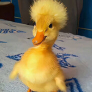 今天又忘了买冰阔乐