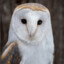 Barn Owl