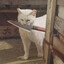 Stray cat