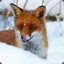 Fantastic_fox