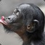 Mr Bonobo der Echte