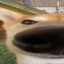 Wolfzxf