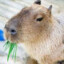 Capybara