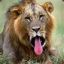 Lion_q@