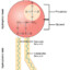 Phospholipid