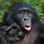 Artistic Bonobo