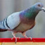 Pigeon