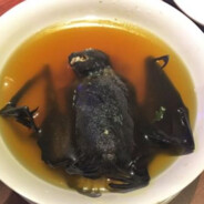 干了这碗蝙蝠汤