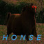 Honse rider