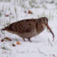 SCOLOPAX RUSTICOLA