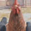 bok
