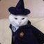 House Cat Wizard