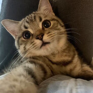 四川最后的深情