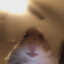 Hampter