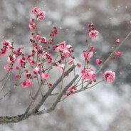 落雪听梅