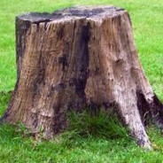 Dumb Stump