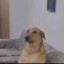 ads