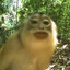 Chupep