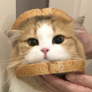 ··你自己闯进来的··