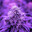 Haze