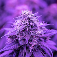 Haze