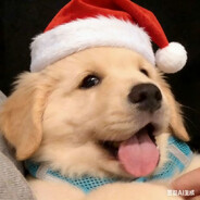 大睡特睡小凑狗