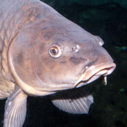 CARP ENJOYER - steam id 76561198274692789