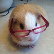 亲爱的无情系小美