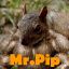 Mr.Pip