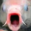 conch daddy's avatar