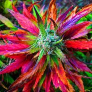 Toke - steam id 76561197960496835